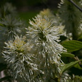 Fothergilla-gardenii-dwarf-forthergilla-Olbrich-2008-05-22-img 7198
