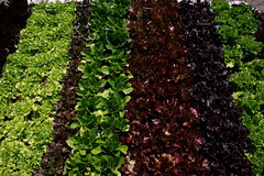 Lactuca-sativa-multicolored-lettuce-beds-Olbrich-2008-05-22-img 7241