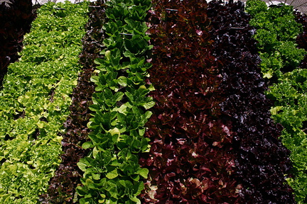Lactuca-sativa-multicolored-lettuce-beds-Olbrich-2008-05-22-img 7241