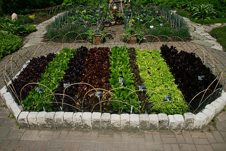 Lactuca-sativa-multicolored-lettuce-beds-Olbrich-2008-05-22-img_7242.jpg
