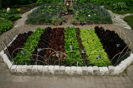 Lactuca-sativa-multicolored-lettuce-beds-Olbrich-2008-05-22-img 7242