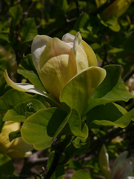 Magnolia-sp-Olbrich-2008-05-22-img_7197.jpg