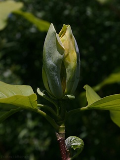 Magnolia-tripetala-umbrella-magnolia-Olbrich-2008-05-22-img 7204