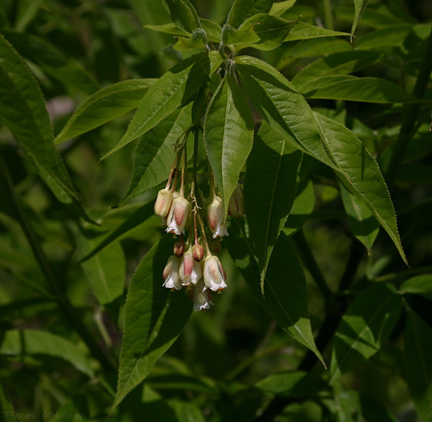 Staphylea-trifolia-bladdernut-Olbrich-2008-05-22-img_7212.jpg