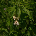 Staphylea-trifolia-bladdernut-Olbrich-2008-05-22-img 7212