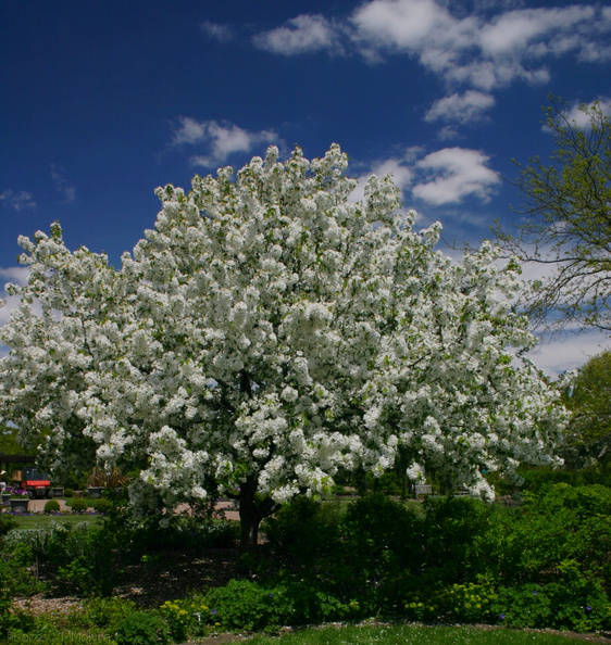 apple-blossoms-Olbrich-2008-05-22-img_7193.jpg