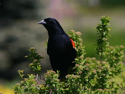 blackbird-displaying-Olbrich-2008-05-22-img 7250