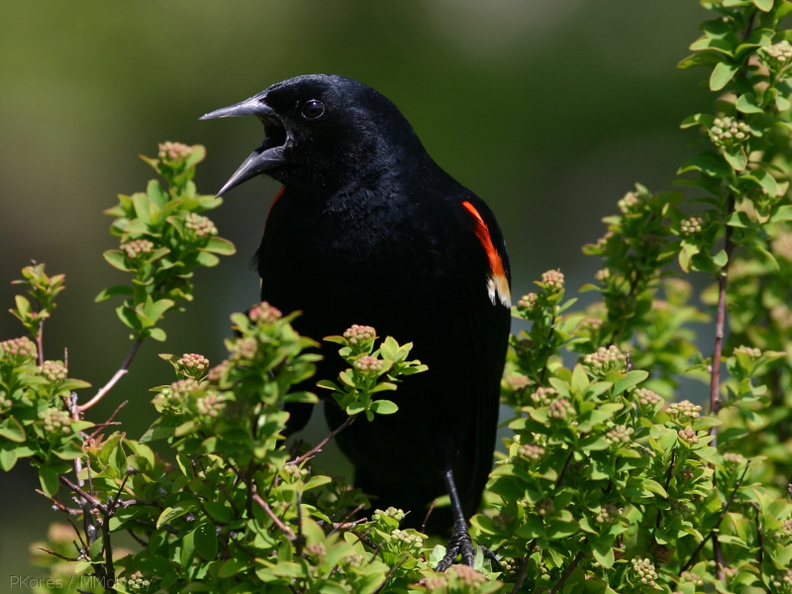 blackbird-displaying-Olbrich-2008-05-22-img 7256