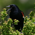 blackbird-displaying-Olbrich-2008-05-22-img 7256