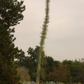 Idria-columnaris-Boojum-tree-1-2005-11-04