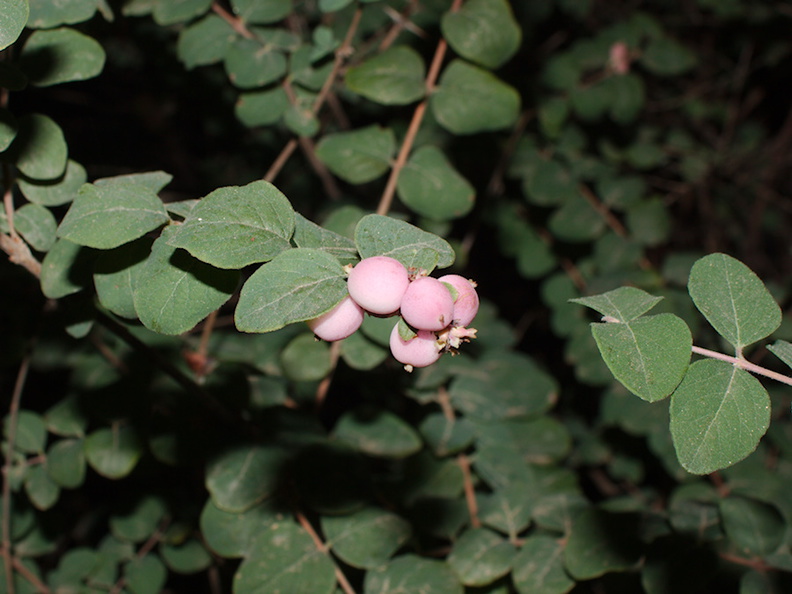 Symphoricarpos-x-doorenbosii-magic-berry-snowberry-Rancho-Santa-Ana-Bot-Gard-2013-11-09-IMG_9859.jpg