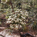 Lyonothamnus-floribundus-tree1-2003-05