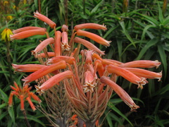 Aloe-saponaria-2008-08-06-IMG 1073