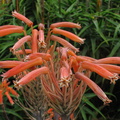 Aloe-saponaria-2008-08-06-IMG 1073