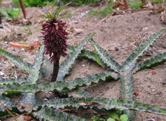 Amaryllidaceae-indet-S-Africa-W-Cape-Strybing-2008-08-06-IMG 1089