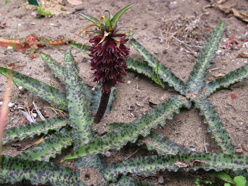 Amaryllidaceae-indet-S-Africa-W-Cape-Strybing-2008-08-06-IMG 1090