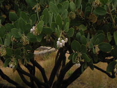 Arctostaphylos-pungens-Mexican-manzanita-Strybing-2008-08-06-IMG 1117