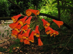 Bomarea-sp-Liliaceae-2008-08-06-IMG 1105