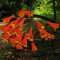 Bomarea-sp-Liliaceae-2008-08-06-IMG 1105