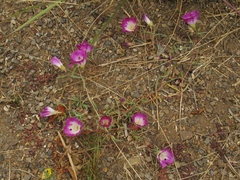 Clarkia-sp-farewell-to-spring-meadows-Strybing-2008-08-06-IMG 1109