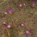Clarkia-sp-farewell-to-spring-meadows-Strybing-2008-08-06-IMG 1109