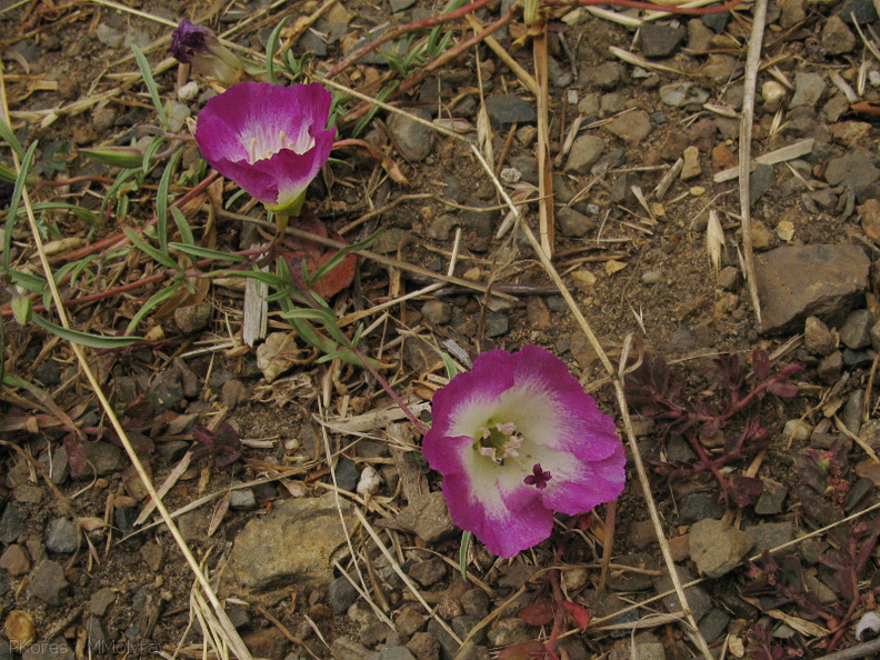 Clarkia-sp-farewell-to-spring-meadows-Strybing-2008-08-06-IMG_1110.jpg