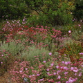 Clarkia-sp-farewell-to-spring-meadows-Strybing-2008-08-06-IMG_1124.jpg