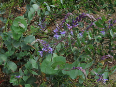 Derwentia-perfoliata-2008-08-06-IMG 1039