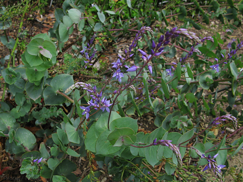 Derwentia-perfoliata-2008-08-06-IMG_1039.jpg