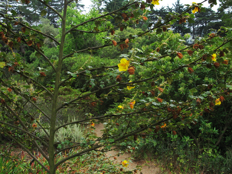 Fremontiodendron-cultivar-2008-08-06-IMG_1078.jpg