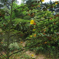 Fremontiodendron-cultivar-2008-08-06-IMG 1078
