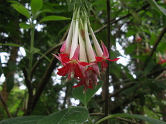 Fuchsia-boliviana-2008-08-06-IMG 1054