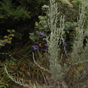 Salvia-clevelandii-cultivar-2008-08-06-IMG 1127