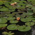 water-lilies-Strybing-2008-08-06-IMG 1142