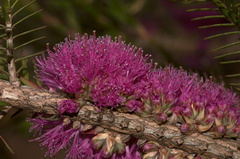 Myrtaceae-indet-purple-shrub-outside-Strybing-2009-05-22-CRW 8192
