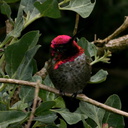 annas male hummingbird strybing 05-2007-05-27