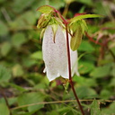 campanula-takesimana-Korea-1-2006-06-27