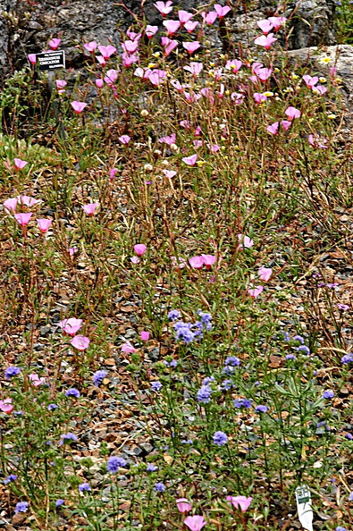 eriogonum-pink-and-blue-flower-indet-2006-07-01.jpg