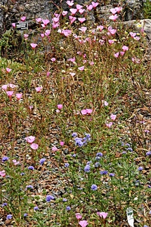 eriogonum-pink-and-blue-flower-indet-2006-07-01