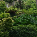 gunnera-and-tree-ferns-2006-06-27
