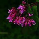strybing-indet-purple-fl-shrub-1-2007-05-27
