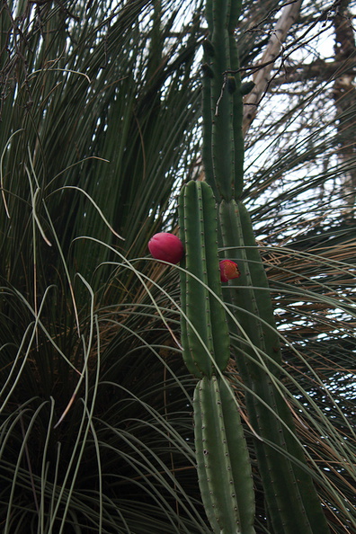 Cereus-peruvianus-apple-cactus-UC-Riverside-Bot-Gard-2012-08-17-IMG 6687