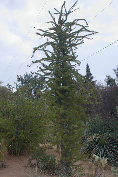 Fouquieria-columnaris-Boojum-Tree-Baja-CA-UC-Riverside-Bot-Gard-2012-08-17-IMG 6694