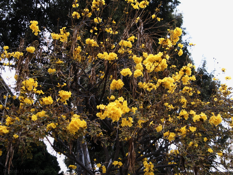 Cybistax-donnell-smithii-gold-tree-UCLA-2009-04-09-IMG_2706.jpg