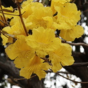 Cybistax-donnell-smithii-gold-tree-UCLA-2009-04-09-IMG 2708