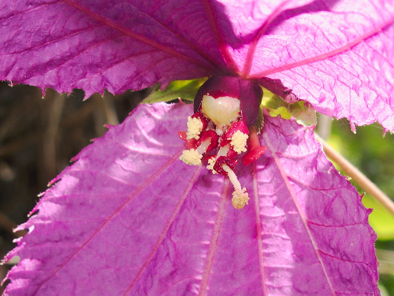 Dalechampia-dioscoreifolia-purple-wings-euphorb-Cent-Am-UCLA-Bot-Gard-2012-07-16-IMG_2254.jpg