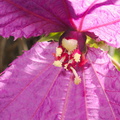 Dalechampia-dioscoreifolia-purple-wings-euphorb-Cent-Am-UCLA-Bot-Gard-2012-07-16-IMG_2254.jpg