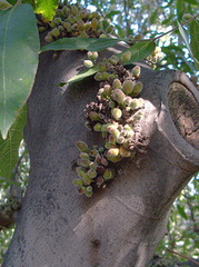 Ficus-coronata-creek-sandpaper-fig-cauliflory-UCLA-2009-10-29-IMG 3435