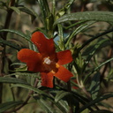 Mimulus-puniceus-red-sticky-monkeyflower-UCLA-2009-04-09-IMG 2698
