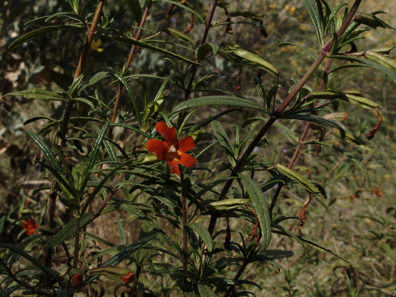 Mimulus-puniceus-red-sticky-monkeyflower-UCLA-2009-04-09-IMG_2699.jpg